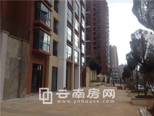 版筑青 果實景圖 版筑青 果實景圖