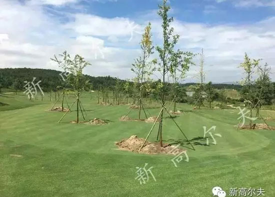 石林高爾夫已經(jīng)種好樹的果嶺和球道 石林高爾夫已經(jīng)種好樹的果嶺和球道