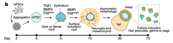 有了人造頭皮,我們還怕禿嗎? 有了人造頭皮,我們還怕禿嗎?