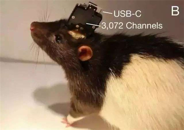 物聯網還沒實現,深圳的狗子們已經實現“犬聯網”了 物聯網還沒實現,深圳的狗子們已經實現“犬聯網”了