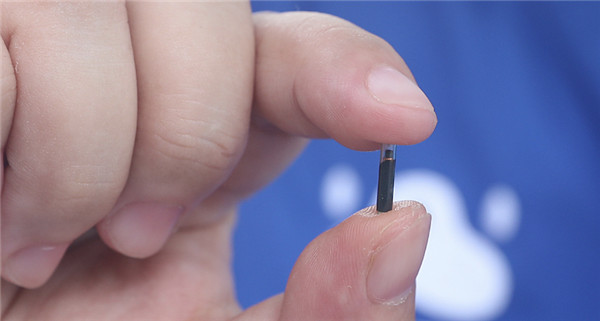 物聯網還沒實現,深圳的狗子們已經實現“犬聯網”了 物聯網還沒實現,深圳的狗子們已經實現“犬聯網”了