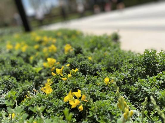 昭通融創•九棠府實景大區 昭通融創•九棠府實景大區