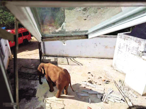 離群獨象順著防火通道,光顧了白龍山瞭望塔 供圖 離群獨象順著防火通道,光顧了白龍山瞭望塔 供圖