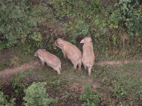 象群在玉溪峨山迂回移動!一天勸返進山拾菌人員241人 象群在玉溪峨山迂回移動!一天勸返進山拾菌人員241人