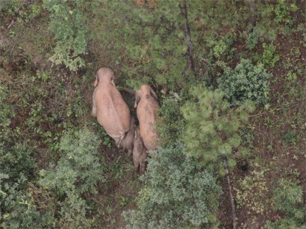 象群在玉溪峨山迂回移動!一天勸返進山拾菌人員241人 象群在玉溪峨山迂回移動!一天勸返進山拾菌人員241人