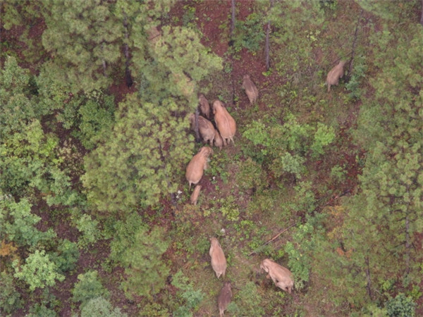 象群在玉溪峨山迂回移動!一天勸返進山拾菌人員241人 象群在玉溪峨山迂回移動!一天勸返進山拾菌人員241人