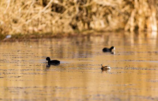 昆明嘉麗澤濕地 實景拍攝 昆明嘉麗澤濕地 實景拍攝