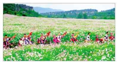 乃古石林風景區波斯菊花海正值盛花期。石林風景名勝區管理局供圖 乃古石林風景區波斯菊花海正值盛花期。石林風景名勝區管理局供圖