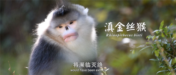 COP15云南宣傳片震撼發布!《云南密碼》為您解密云南 COP15云南宣傳片震撼發布!《云南密碼》為您解密云南