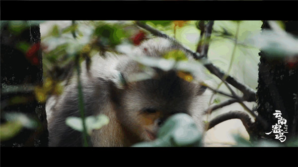 COP15云南宣傳片震撼發布!《云南密碼》為您解密云南 COP15云南宣傳片震撼發布!《云南密碼》為您解密云南