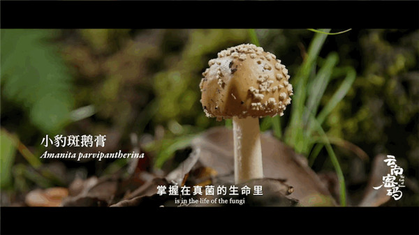 COP15云南宣傳片震撼發布!《云南密碼》為您解密云南 COP15云南宣傳片震撼發布!《云南密碼》為您解密云南