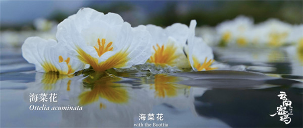 COP15云南宣傳片震撼發布!《云南密碼》為您解密云南 COP15云南宣傳片震撼發布!《云南密碼》為您解密云南