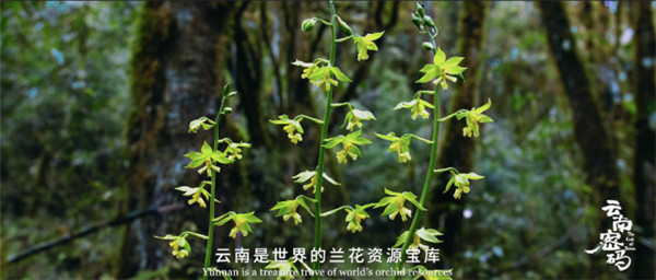 COP15云南宣傳片震撼發布!《云南密碼》為您解密云南 COP15云南宣傳片震撼發布!《云南密碼》為您解密云南
