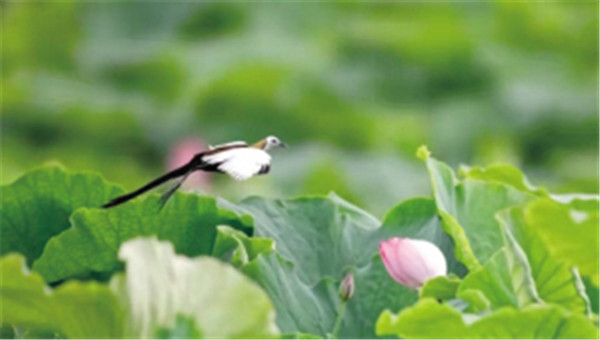 P(gun)ڡ(jin)(zhn)Č(sh)ʩҊӡl(f)