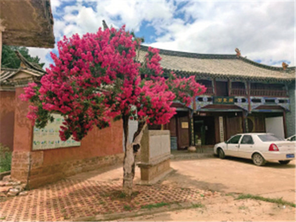 復壯后的紫薇滿樹紅花 安寧市城市管理局供圖 復壯后的紫薇滿樹紅花 安寧市城市管理局供圖