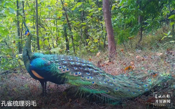 (sh)_300ֻۃA조Gȸ֮l(xing)Ʒ