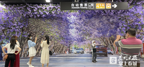 如夢似幻!藍花楹“開”進昆明地鐵站 如夢似幻!藍花楹“開”進昆明地鐵站