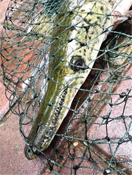 春城慧谷二期景觀池鱷雀鱔 已做無害化處理 春城慧谷二期景觀池鱷雀鱔 已做無害化處理