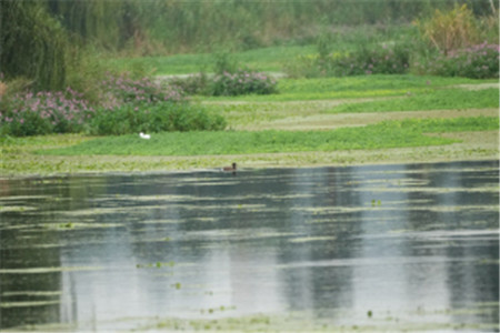 在南滇池國家濕地公園觀察到的青頭潛鴨 王英 攝 在南滇池國家濕地公園觀察到的青頭潛鴨 王英 攝