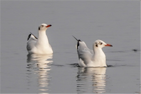 王智斌 攝 王智斌 攝