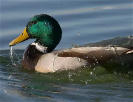 “鳥中大熊貓”青頭潛鴨 “鳥中大熊貓”青頭潛鴨