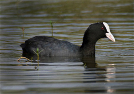 “鳥中大熊貓”青頭潛鴨 “鳥中大熊貓”青頭潛鴨
