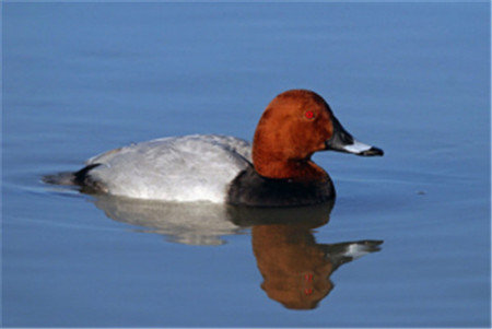 “鳥中大熊貓”青頭潛鴨 “鳥中大熊貓”青頭潛鴨