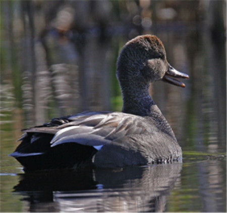 “鳥中大熊貓”青頭潛鴨 “鳥中大熊貓”青頭潛鴨