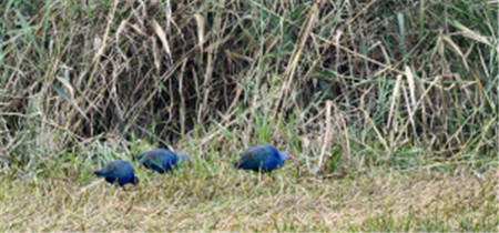 “鳥中大熊貓”青頭潛鴨 “鳥中大熊貓”青頭潛鴨