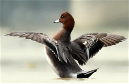 “鳥中大熊貓”青頭潛鴨 “鳥中大熊貓”青頭潛鴨