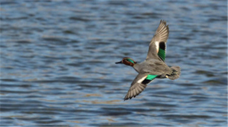 “鳥中大熊貓”青頭潛鴨 “鳥中大熊貓”青頭潛鴨