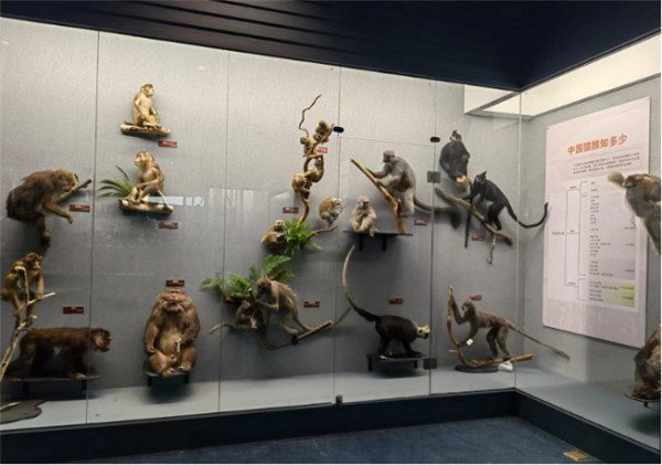昆明動物博物館推出“靈長類動物”主題科普展覽 昆明動物博物館推出“靈長類動物”主題科普展覽