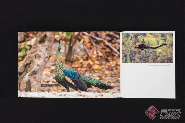 COP15ڶAΕhAM֮H ʲôϡծԌʽl