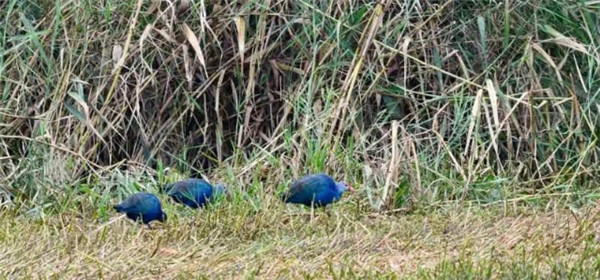 知識點!滇池濕地有多少鳥?答案來了 知識點!滇池濕地有多少鳥?答案來了