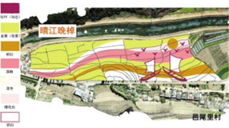 油菜花田種植圖案設計圖 供圖 油菜花田種植圖案設計圖 供圖