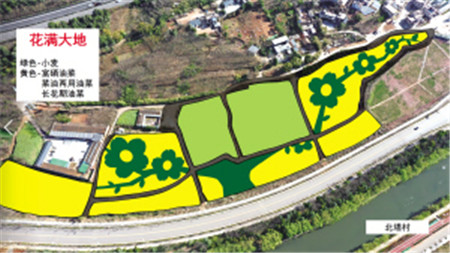 油菜花田種植圖案設計圖 供圖 油菜花田種植圖案設計圖 供圖