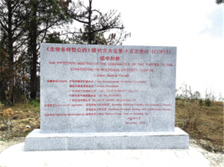 西山林場新建成的碳中和林 昆明市林業和草原局供圖 西山林場新建成的碳中和林 昆明市林業和草原局供圖