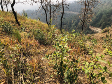 西山林場新建成的碳中和林 昆明市林業和草原局供圖 西山林場新建成的碳中和林 昆明市林業和草原局供圖