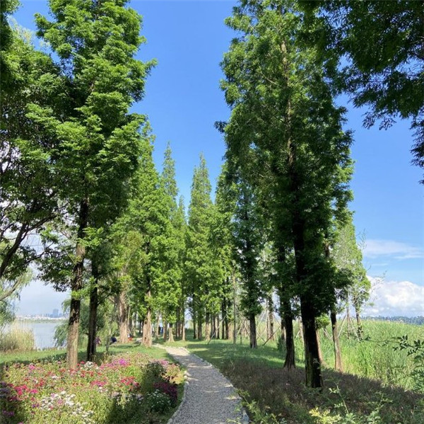 滇池草海片區(qū)已建成11.7公里綠道,成為昆明最美打卡點 滇池草海片區(qū)已建成11.7公里綠道,成為昆明最美打卡點