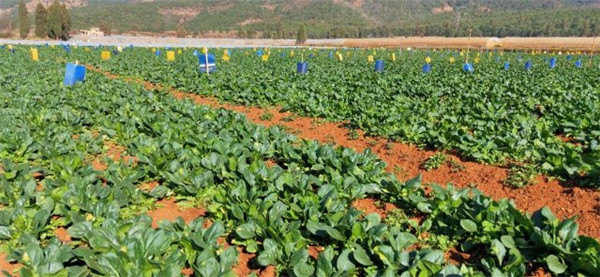 降幅達16.32%!昆明蔬菜零售價回落 降幅達16.32%!昆明蔬菜零售價回落