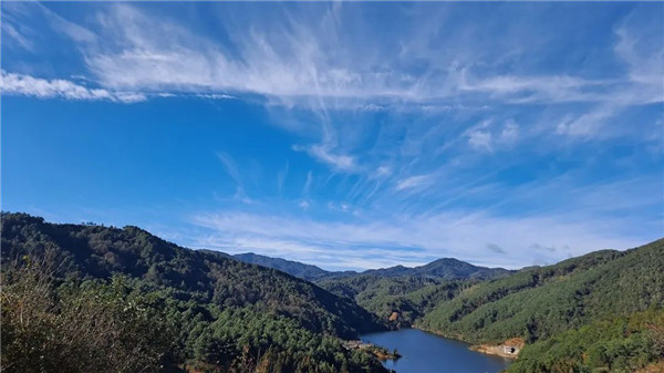 花開二度!云南這里又現“網紅”珍稀植物 花開二度!云南這里又現“網紅”珍稀植物
