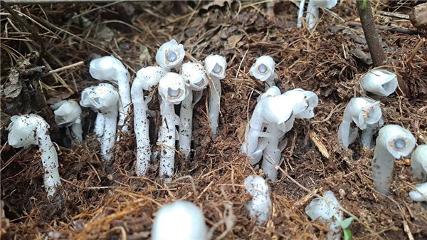 通體雪白的水晶蘭 通體雪白的水晶蘭