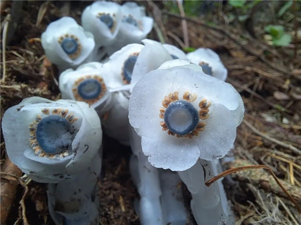 通體雪白的水晶蘭 通體雪白的水晶蘭