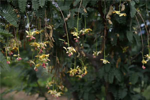 對話云南特色林果資源,科技賦能綠色產業高質量發展 對話云南特色林果資源,科技賦能綠色產業高質量發展