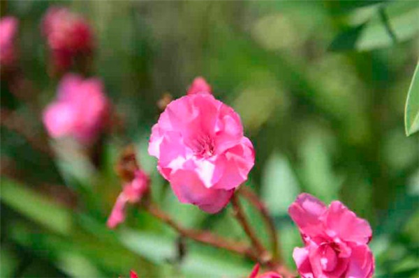 漫步花間,昆明這里又成打卡點 漫步花間,昆明這里又成打卡點