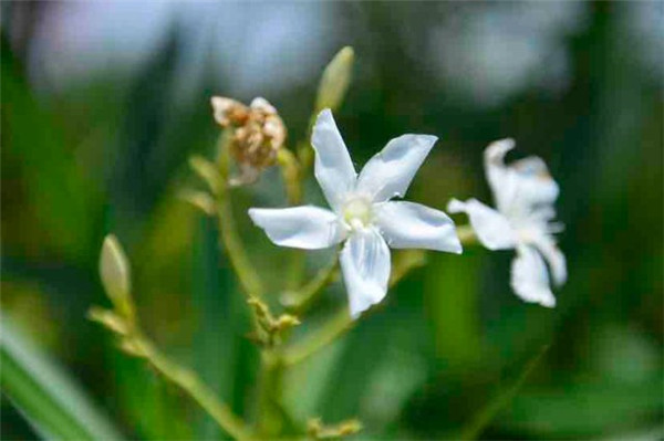 漫步花間,昆明這里又成打卡點 漫步花間,昆明這里又成打卡點