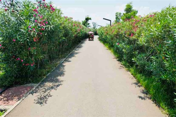 漫步花間,昆明這里又成打卡點 漫步花間,昆明這里又成打卡點