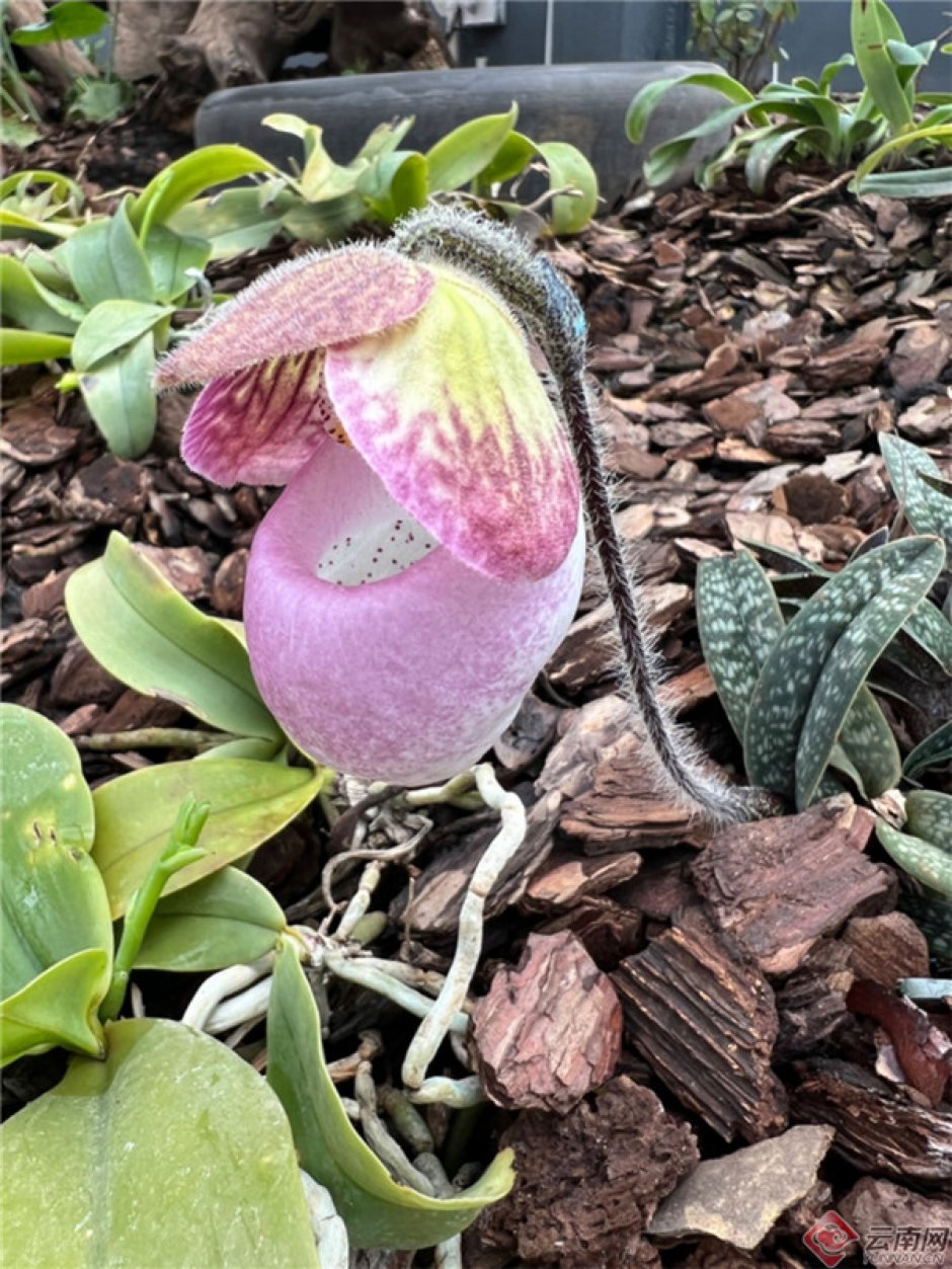 ֲ@OСNȺҰֲﱣͶʹ