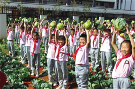孩子們開心地收獲自己種的蓮花白 孩子們開心地收獲自己種的蓮花白