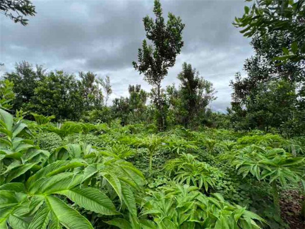 СԹɴa(chn)I(y)R¿hӋNֲԹ60f